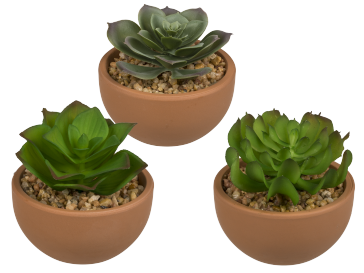 Decoration Succulents in terracotta pot