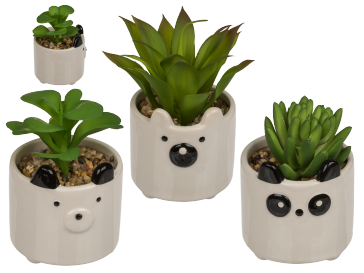 Decoration Succulents in ceramic pot