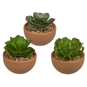 Decoration Succulents in terracotta pot