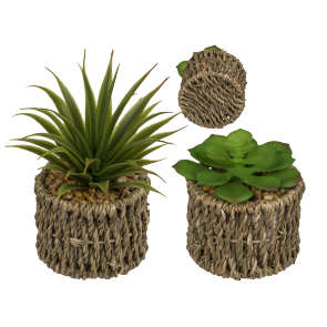 Decoration Succulents in sea-grass pot