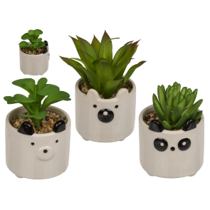 Decoration Succulents in ceramic pot