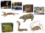 Drevené 3D Puzzle Kostry zvierat